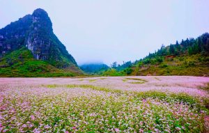 Khám Phá Mùa Hoa Tam Giác Mạch Hà Giang
