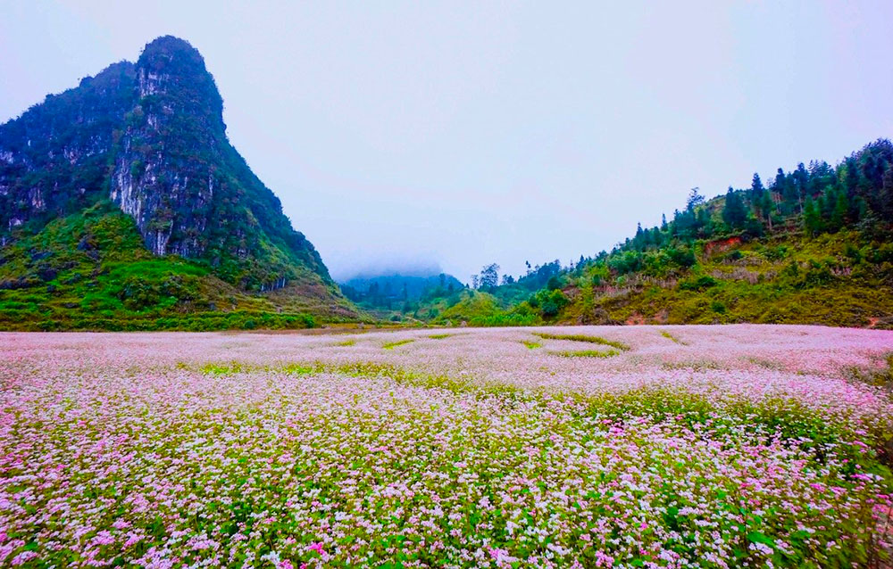 Khám Phá Mùa Hoa Tam Giác Mạch Hà Giang